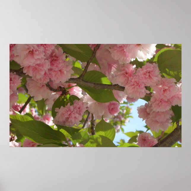 Double Blossoming Cherry Tree III Spring Floral Poster (Front)