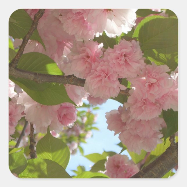 Double Blossoming Cherry Tree III Spring Floral Square Sticker (Front)