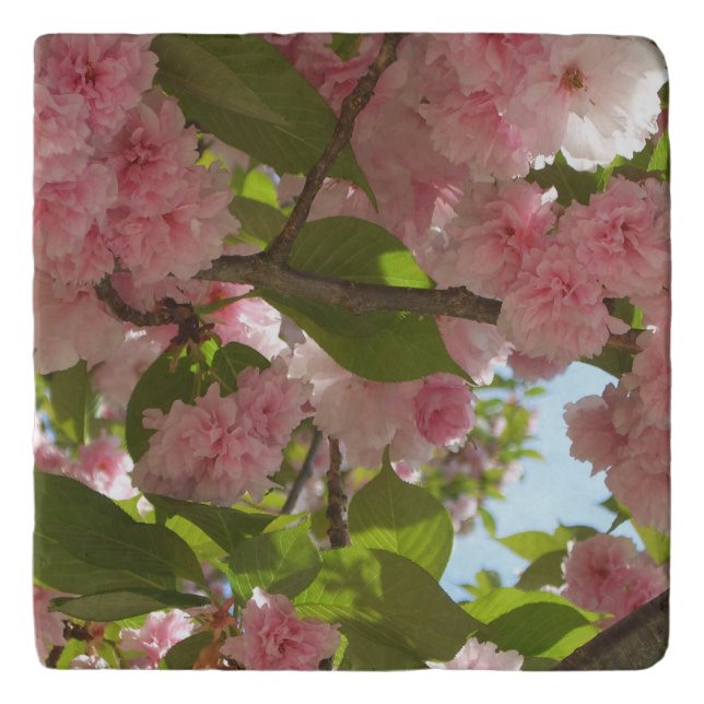 Double Blossoming Cherry Tree III Spring Floral Trivet (Front)