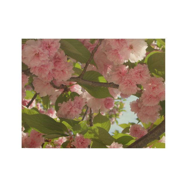 Double Blossoming Cherry Tree III Spring Floral Wood Poster (Front)