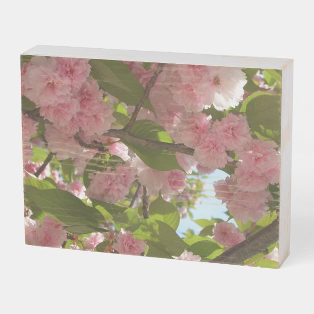 Double Blossoming Cherry Tree III Spring Floral Wooden Box Sign (Angled Horizontal)