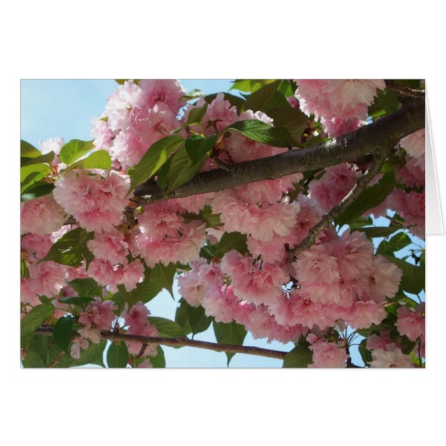 Double Blossoming Cherry Tree IV Spring Cards (Front Horizontal)