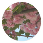 Double Blossoming Cherry Tree IV Spring Classic Round Sticker