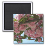 Double Blossoming Cherry Tree IV Spring Magnet
