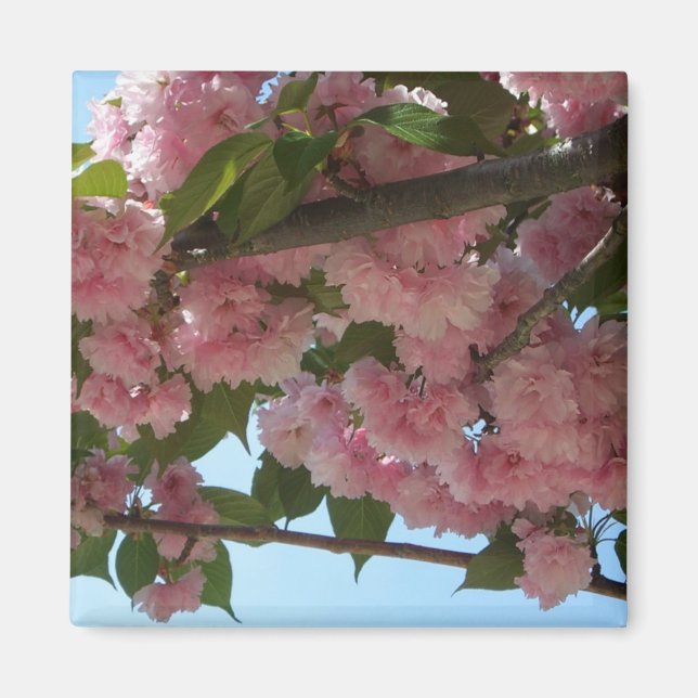 Double Blossoming Cherry Tree IV Spring Magnet (Front)