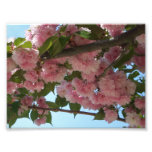 Double Blossoming Cherry Tree IV Spring Photo Print