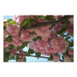 Double Blossoming Cherry Tree IV Spring Photo Print