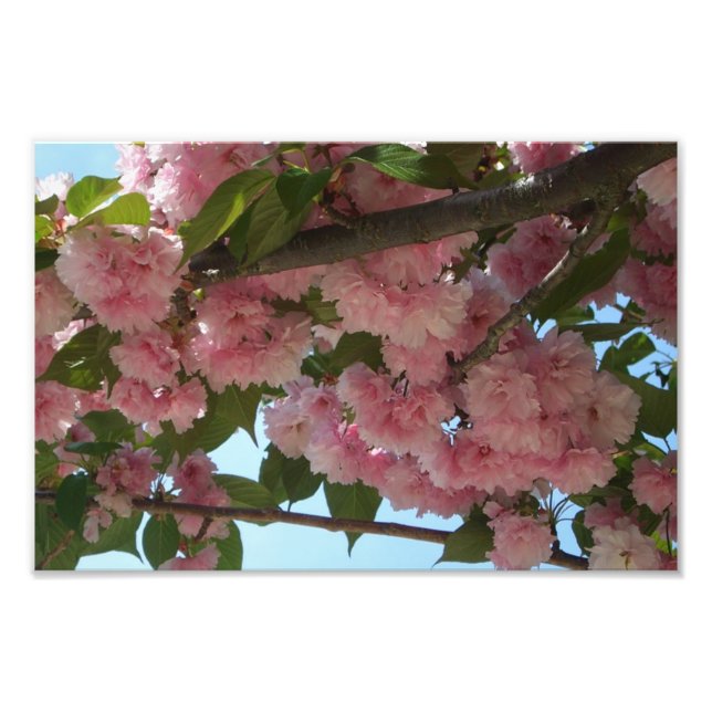 Double Blossoming Cherry Tree IV Spring Photo Print (Front)