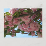 Double Blossoming Cherry Tree IV Spring Postcard