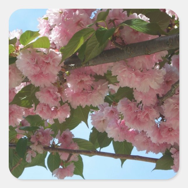 Double Blossoming Cherry Tree IV Spring Square Sticker (Front)