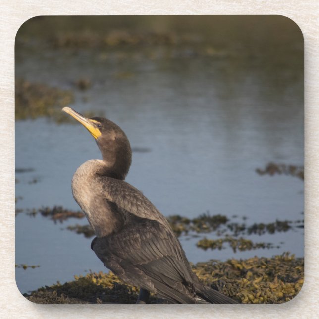 Double breasted cormorant beverage coaster (Front)