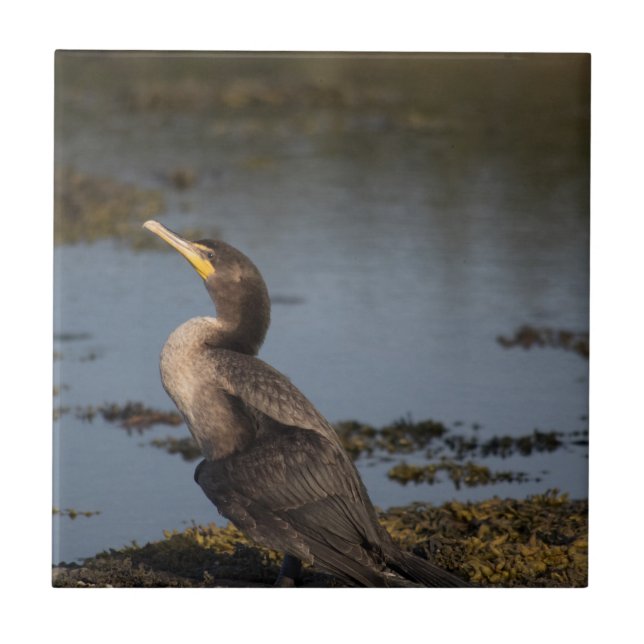 Double breasted cormorant ceramic tile (Front)