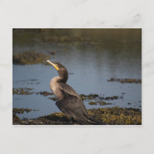 Double breasted cormorant postcard
