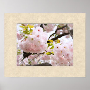 Double Cherry Blossom: Oh-jochin ポスター Poster