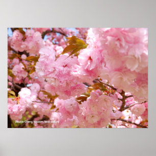 Double Cherry Blossom Poster