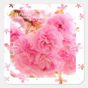 Double Cherry Blossom: Sato-zakura スクエアシール Square Sticker