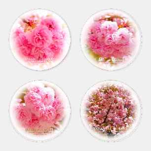 Double Cherry Blossom: Sato-zakura Coaster Set