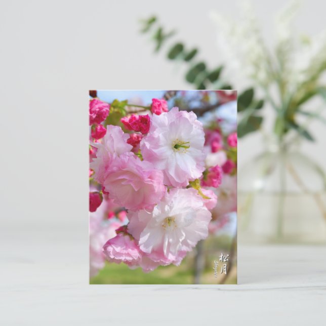 Double Cherry Blossom: Shogetsu Postcard (Standing Front)
