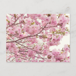 Double cherry blossoms in Japan Postcard