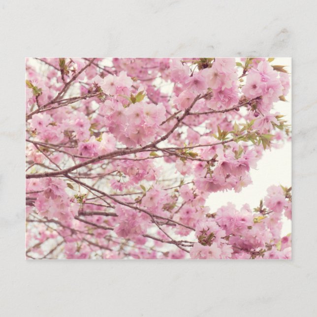 Double cherry blossoms in Japan Postcard (Front)