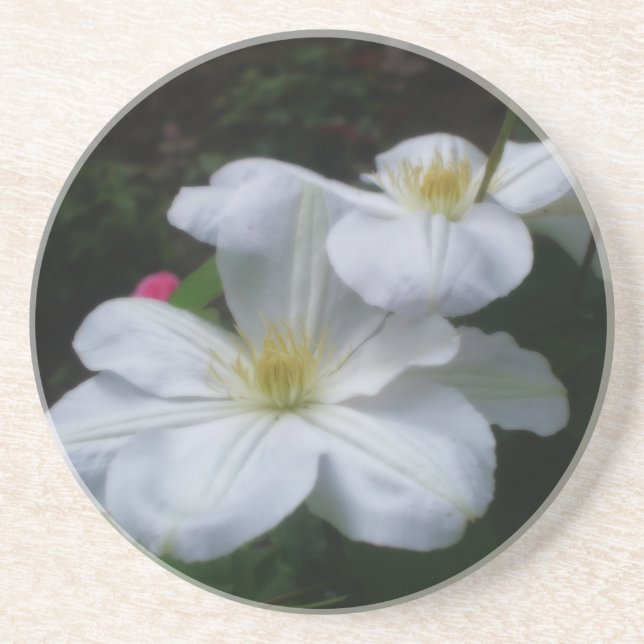 Double Clematis Floral Coaster (Front)