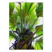 Double Coconut palm (Front)