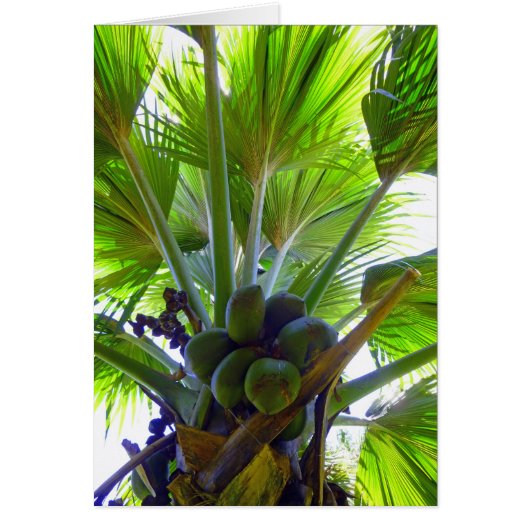 Double Coconut palm Cards (Front)