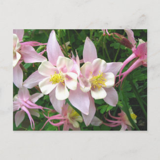 Double Columbine Postcard