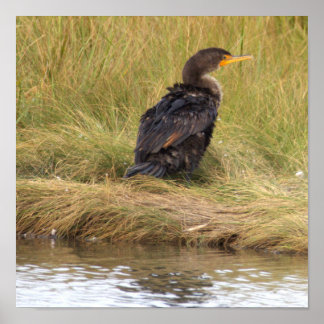 Double-crested Cormorant Bird Poster