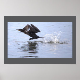 Double-crested Cormorant Bird Poster