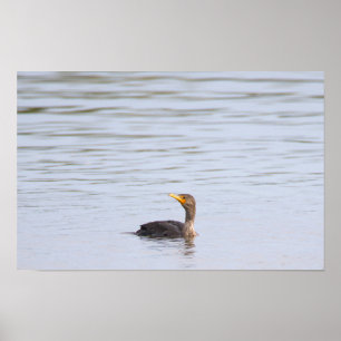 Double-crested Cormorant Bird Poster