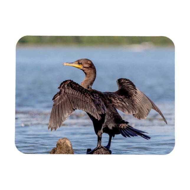 Double-crested Cormorant on Lake Champlain Magnet (Horizontal)