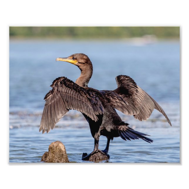 Double-crested Cormorant on Lake Champlain Photo Print (Front)