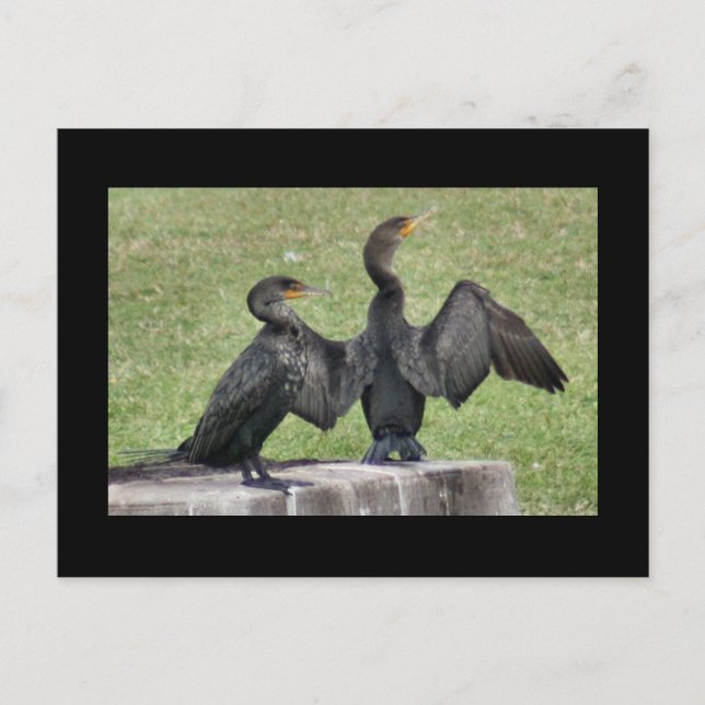 Double Crested Cormorant Photo Postcard (Front)