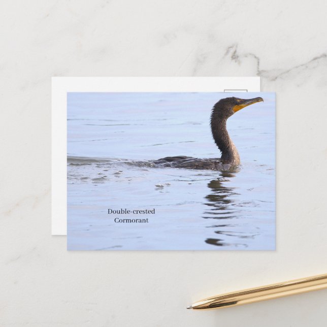 Double-crested Cormorant Postcard (Front/Back In Situ)
