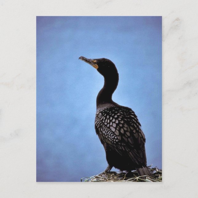 Double-crested Cormorant Postcard (Front)