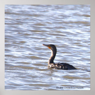 Double-crested Cormorant Poster