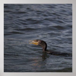 Double-crested Cormorant Poster