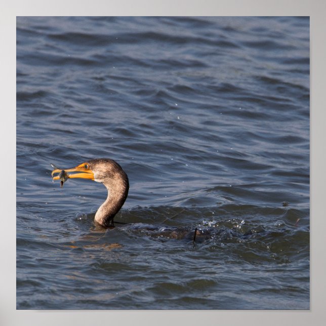 Double-crested Cormorant with Fish Poster (Front)