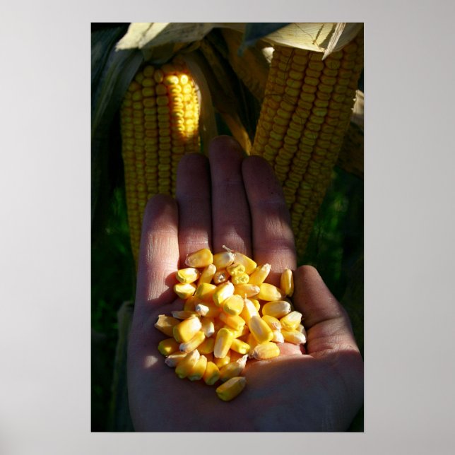 double crop corn poster (Front)