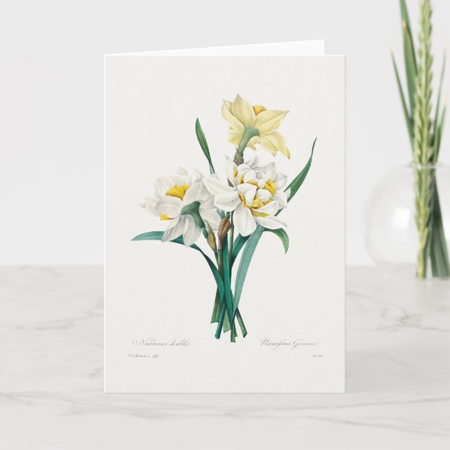 Double Daffodil,  Pierre-Joseph Redouté, 1827 Card (Front)