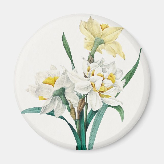 Double Daffodil,  Pierre-Joseph Redouté, 1827 Magnet (Front)