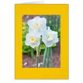 Double Daffodils Cards (Front)