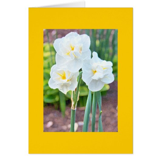 Double Daffodils Cards (Front)