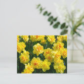 Double Daffodils Postcard | Zazzle