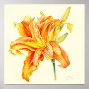 Double Daylily Hemerocallis orange watercolor Poster