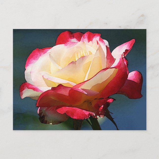 'Double Delight' hybrid tea rose Postcard (Front)