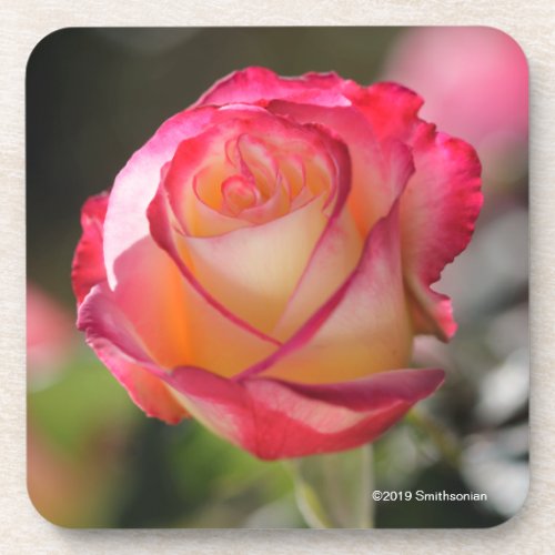 Double Delight Rose Beverage Coaster