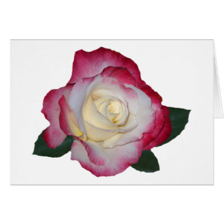 Double Delight Rose Cards