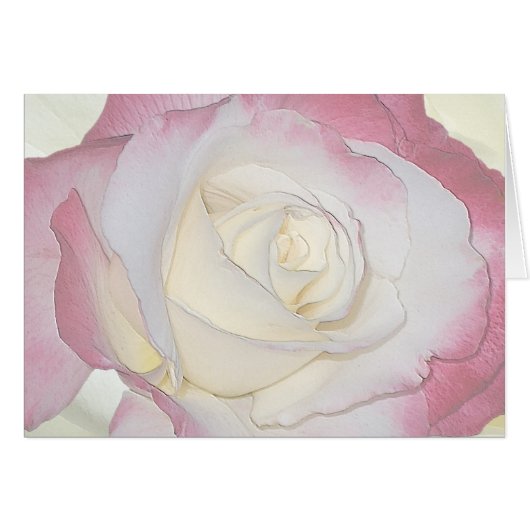 Double Delight Rose Cards (Front Horizontal)